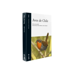 Aves de Chile - Lynx